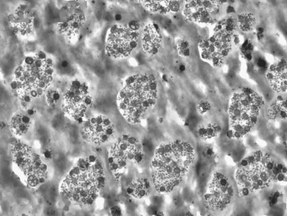 新型改性尼龍聚酰胺共混物兼具耐熱性、機械性和美觀性